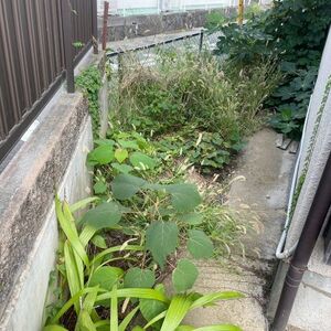 【庭の除草・防草作業事例】藤沢市で雑草対策！防草シートの設置・除草剤の散布も対応