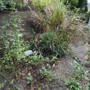 【庭の片付け事例】平塚市で庭周りをお手入れ！不用品回収33,000円・物置の撤去も対応