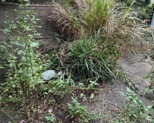 【庭の片付け事例】平塚市で庭周りをお手入れ！不用品回収33,000円・物置の撤去も対応