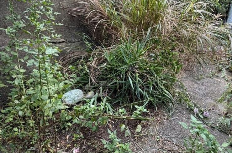 【庭の片付け事例】平塚市で庭周りをお手入れ！不用品回収33,000円・物置の撤去も対応