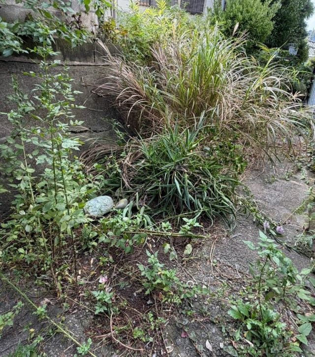 お庭周りのお手入れ・不用品回収の作業